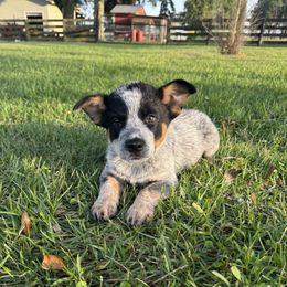 Boy 2 - Blue mottled male Australian Cattle Dog puppy in Ocala, Florida from Mayhem Ranch