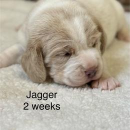 Jagger - Tan and white male Beagle puppy in Rogersville, Missouri from Hales Little Beagle Haven