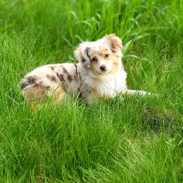 Rosie - Toy Australian Shepherd
