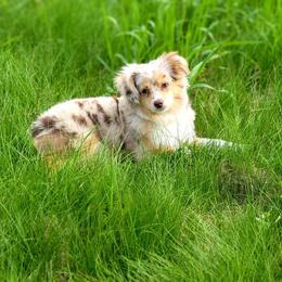 Rosie - Toy Australian Shepherd