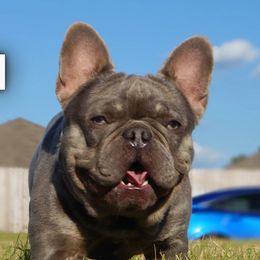 Major - French Bulldog
