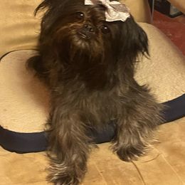Gizzy - Shih Tzu