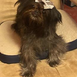 Gizzy - Shih Tzu