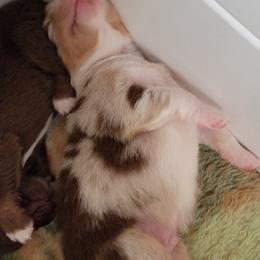 Australian Shepherd Puppies from Wayward Trails Kennel