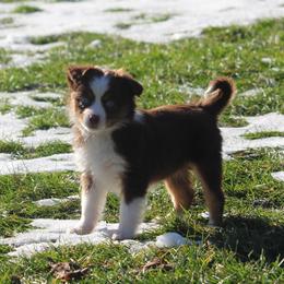 Cirroc - Red tri-color female Miniature American Shepherd puppy in Tiskilwa, Illinois from First Harmony Farms