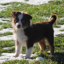Cirroc - Red tri-color female Miniature American Shepherd puppy in Tiskilwa, Illinois from First Harmony Farms
