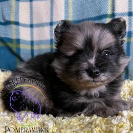 AKC ZEKE - Blue merle male Pomeranian puppy in Watkins Glen, New York from Wicked Spirits Pomeranians