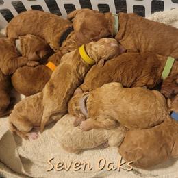 Brown TBD - Apricot male Goldendoodle puppy in Scurry, Texas from 07 Seven Oaks Goldens and Doodles