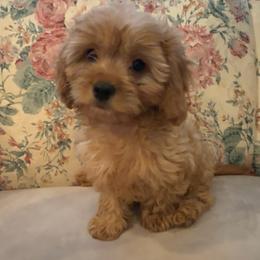 Reese - Red male Cavapoo puppy in Mooresville, North Carolina from Clearview Canines