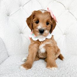 Cricket - Red  female Goldendoodle puppy in Sterling, Illinois from Charley's Goldendoodles