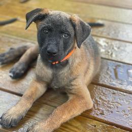 Ty Lee - Brindle female xDutch Shepherd puppy in Chelsea, Alabama from Alliance K9