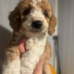 Prince - Brown and white male Bernedoodle puppy in Beauty, Kentucky from The Doodle Pad