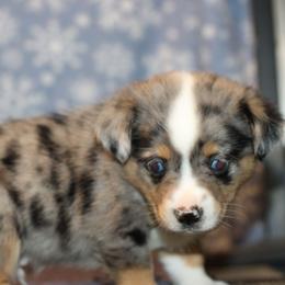 Honor - Blue merle male Toy Australian Shepherd puppy in Humansville, Missouri from Tater Tot aussies