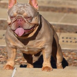 Voorhees - French Bulldog