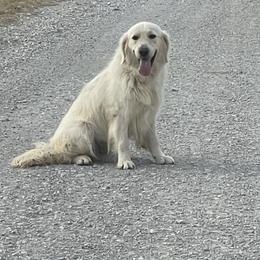 Clyde - Golden Retriever
