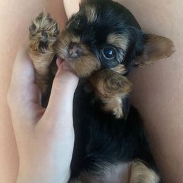 Yorkshire Terrier Puppies from Danielle's Yorkies