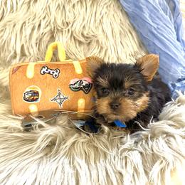 Yorkshire Terrier Puppies from Prims Puppies LLC