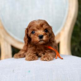 Cider - Red male Cavapoo puppy in Queen Creek, Arizona from Dulcito Doodles
