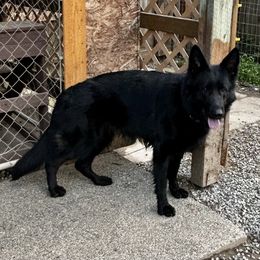 Diva - German Shepherd