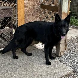 Diva - German Shepherd