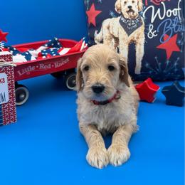 Wrigley - Apricot male Goldendoodle puppy in Willacoochee, Georgia from Kitandkboodle's Doodles