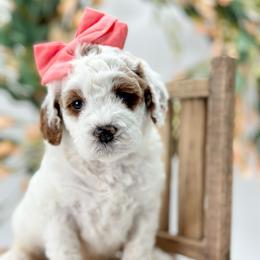 Amora - Parti female Goldendoodle puppy in Queen Creek, Arizona from Goldendoodle AZ