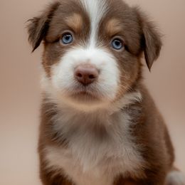 Australian Shepherd Puppies from 2 Happy Aussies