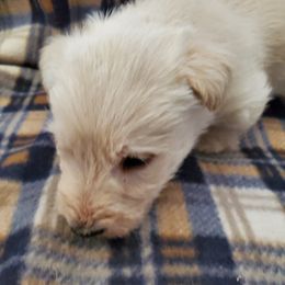Scottish Terrier Puppies from Hyland Lake Scotties
