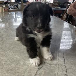 Aurora - Black and white female Shetland Sheepdog puppy in Centennial, Colorado from Kochar Shelties