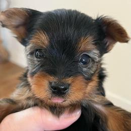 Chap - Black and gold male Yorkshire Terrier puppy in Rising Star, Texas from Phillips Pup House