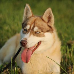 Chobani - Siberian Husky