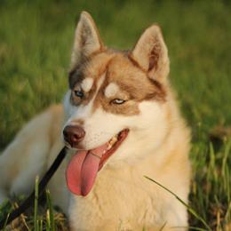 Chobani - Siberian Husky