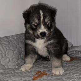 Handsome - Agouti and white male Siberian Husky puppy in Kansas City, Missouri from Anuun's Huskies