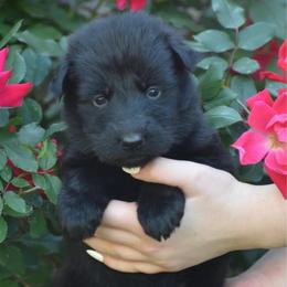 Pink collar Black female - Black female German Shepherd puppy in Marianna, Florida from Haus M Godwin