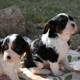Cavalier King Charles Spaniel Puppies from Critter's Cottage Cavaliers