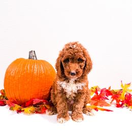 Mr Black - Red  male Goldendoodle puppy in Kissimmee, Florida from Poodle Doodle Kennels
