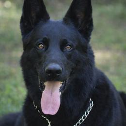 Josie - German Shepherd