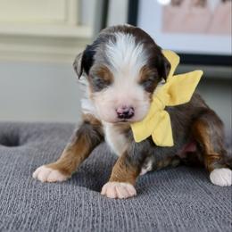 Juliet - Merle female Bernedoodle puppy in Murray, Utah from Sun Valley Doodles