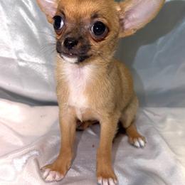 Chloe - Red and white female Chihuahua puppy in Palmyra, Indiana from Country Star Chihuahuas