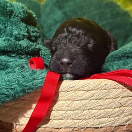 Klaus - Black male Poodle puppy in Richlands, North Carolina from PND Kennel
