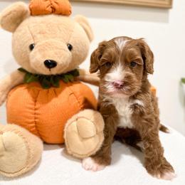 Mickey - Caramel ice male Australian Labradoodle puppy in Palmdale, California from Pixie Doodle Paws