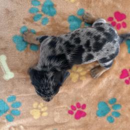 Stormi - Dapple female Dachshund puppy in Chino Hills, California from Wooofyland LLC