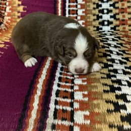 Girl 1 - Red tri female Miniature Australian Shepherd puppy in Roaring River, North Carolina from Double-P Aussies