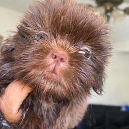 Jax - Chocolate male Shih Tzu puppy in Azusa, California from RJ Shih Tzu lover
