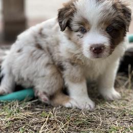 Miniature American Shepherd Puppies from Outlaw Minis