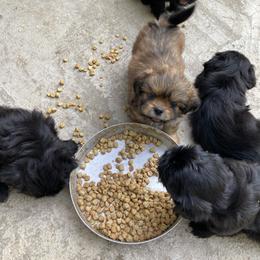Shih Tzu Puppies from Free Range Shih Tzus