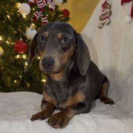 Dachshund All Grown Up from Esbeidy Marin