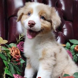 Sangria - Red merle female Australian Shepherd puppy in Lakeland, Florida from Forestwood Australian Shepherds