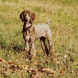 Hazel - Poodle