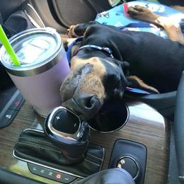 Doberman Pinscher Puppies from Jensen Dobermans